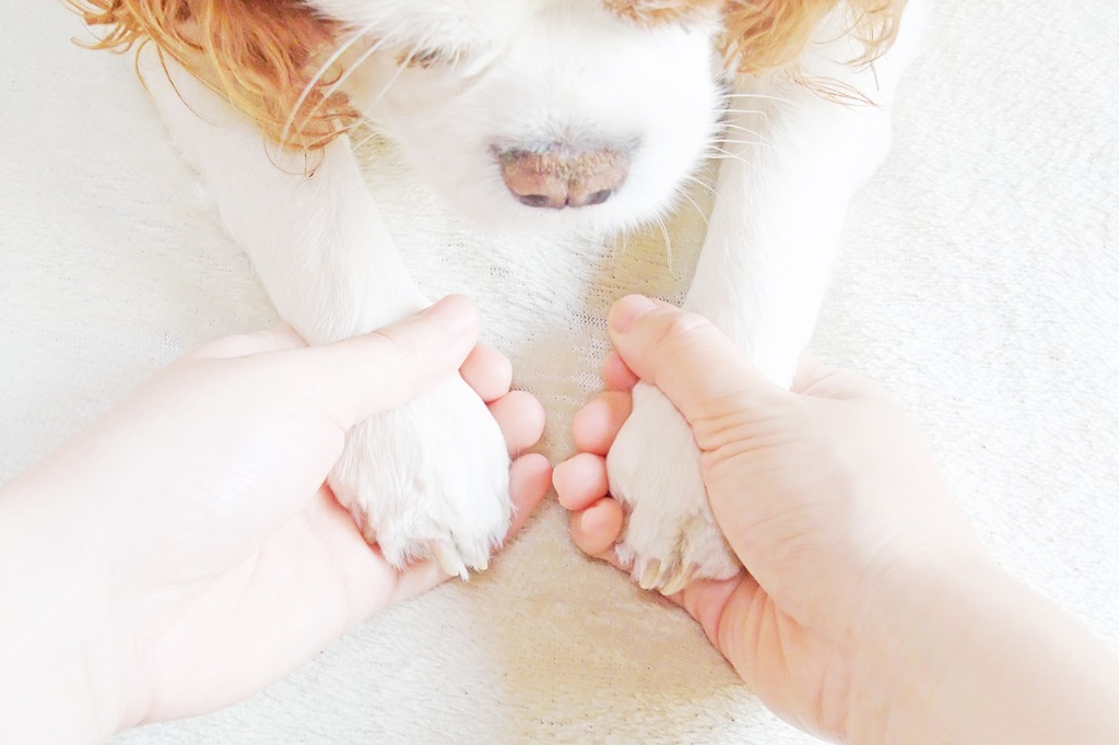 わんちゃんの気持ちを大切にします